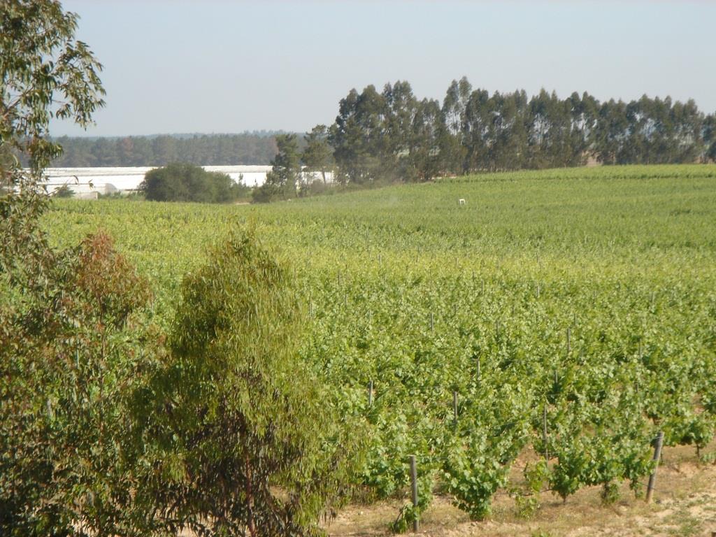 The Vineyards